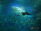 サムネイル：新江ノ島水族館