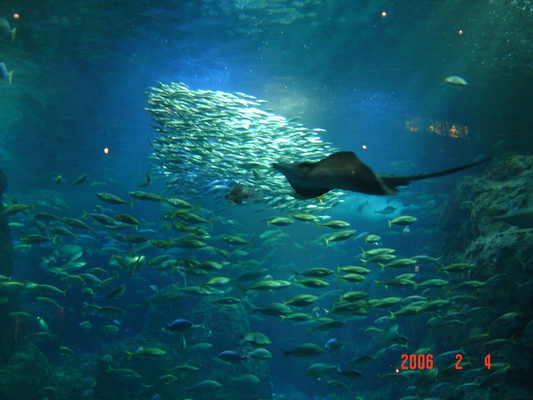 写真：新江ノ島水族館